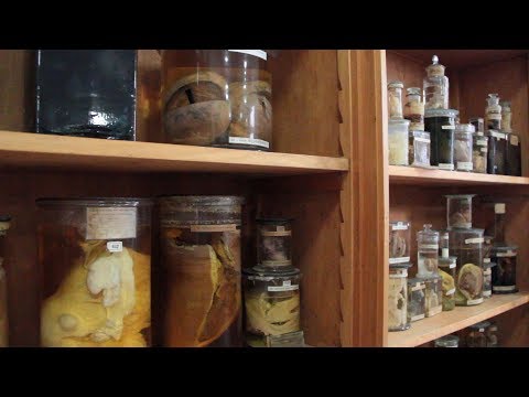 09 - Histórias de Museu | Medicina, por Rosa Gouveia