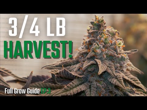 , title : 'HUGE Harvest in 2x2 Tent! | Cannabis Flower Guide Start to Finish EP.3'