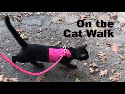 Walking My Cat *NOT CLICKBAIT*