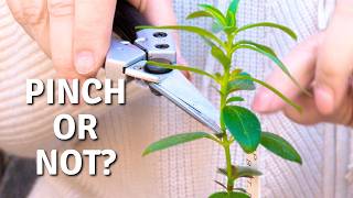 Pinching Snapdragons (Plus How to Take Cuttings) // Cottoverdi