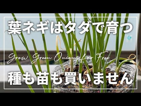 ベランダで袋にピーマンを育てている