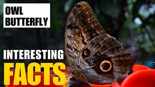 Exploring the Fascinating World of  Owl Butterfly | Interesting Facts | The Beast World