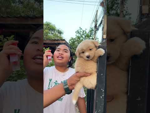 #yimjafamily #ขำขำ #funny #ตลก #dog จับผู้ร้ายได้แล้ว