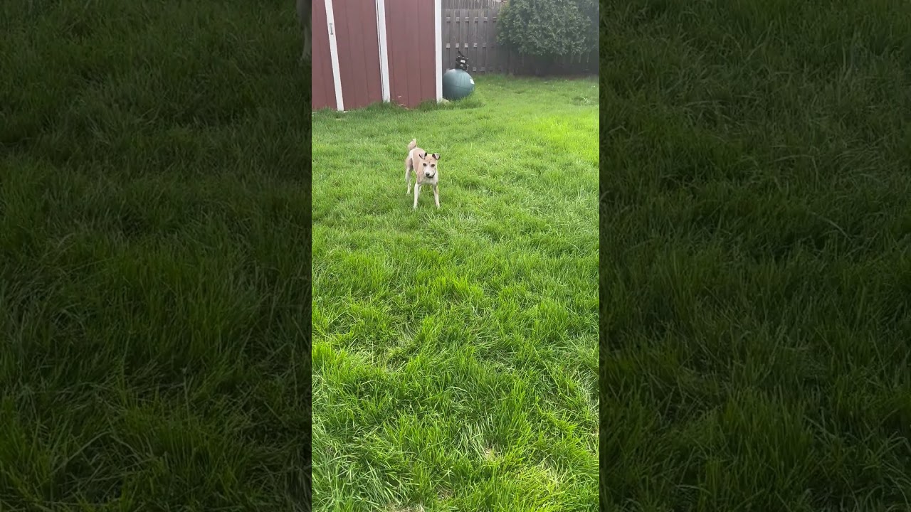 Milo, a ADOPTABLE mixed breed in Aurora, IL video 4/4