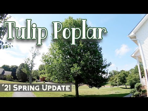 Spring 2021 Update - Tulip Poplar Trees - Liriodendron tulipifera