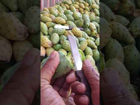 how to peel prickly pears/ cactus fruit