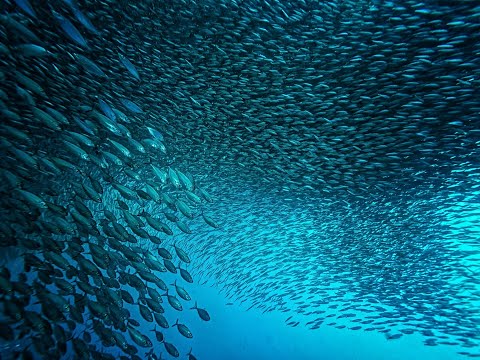 Welternährung - Genug für alle?