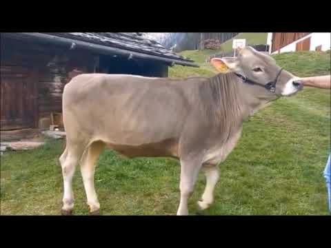 Kat. Nr. 3.: BROWNSWISS O-MALLEY TRAUDI von Tasser Erich, Obertrippach, Ahrntal (BZ)