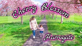 Cherry Blossom in Harrogate UK 2023