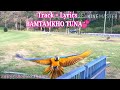 Track Bamtamkho Tuna Guru Jiangam Original Track