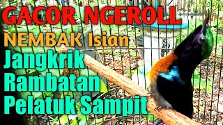 Download lagu Masteran Kolibri Ninja (KoNin) GACOR Ngeroll Isian Pelatuk Sampit, Rambatan, Jangkrik mp3