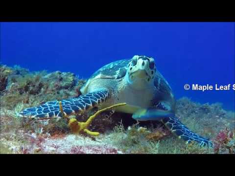 Diving with Maple Leaf Scuba's diveshop in Cozumel, Mexico