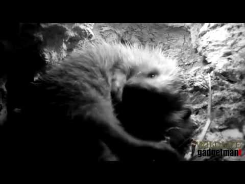 Wildlife Gadget Man - Hedgehog Bathtime 01/04/15