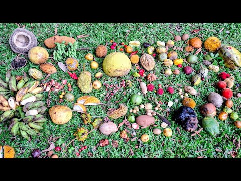 Can you id 60 Rare Tropical Fruits From Tenom Park Sabah in this Video?