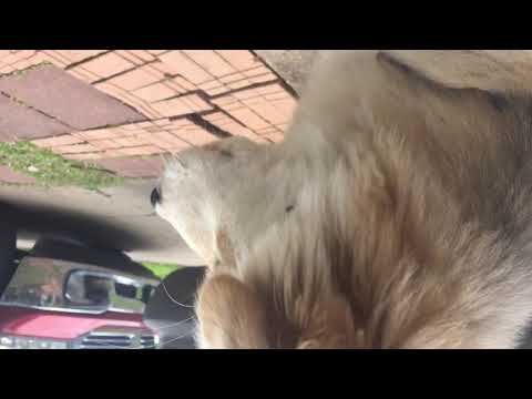 Coco la husky German