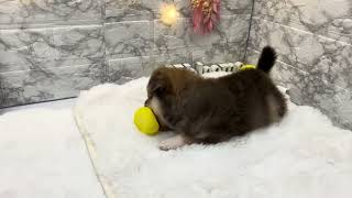 ハーフ犬の動画01