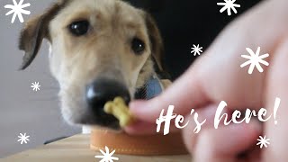 Adopting A Romanian Rescue Dog / Max Arrives And His First Day At Home / Part 2 / Chloe Pedlow