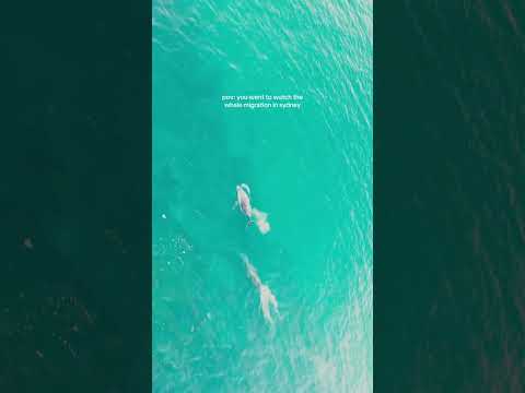 Thumbnail for Whale Watching with Captain Cook Cruises in Sydney