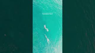 Whale Watching with Captain Cook Cruises in Sydney