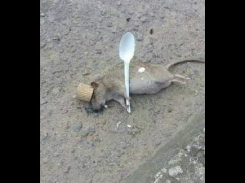 video cutre oh si fri fayer