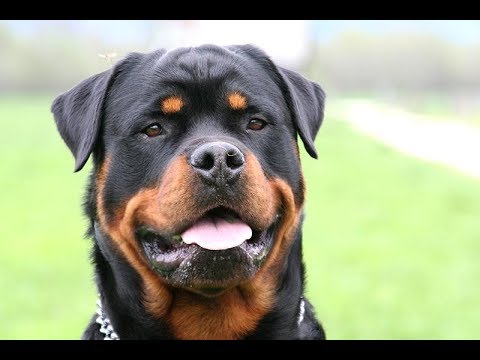 Top 10 Big Head Dog Breeds