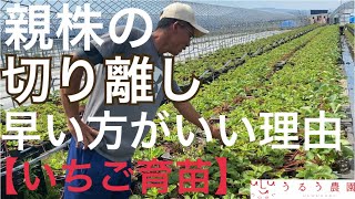 【いちご栽培】親株の切り離し 早い方がいい理由