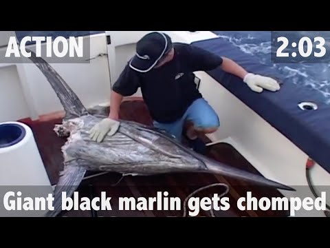 Záběry z lovu marlinů