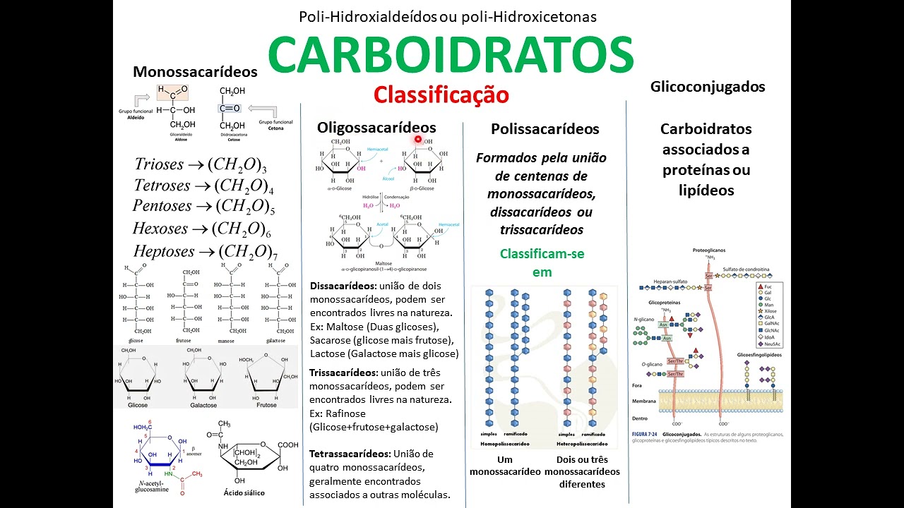 Bioquímica básica dos carboidratos