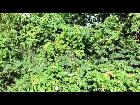 Pflanzen Informationen - Rosa rugosa