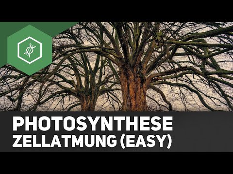 Photosynthese und Zellatmung - einfach erklärt