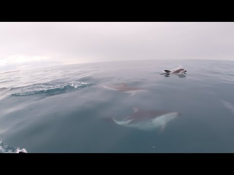 Dusky Dolphins chasing a surf ski