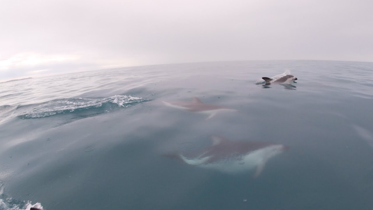 Dusky Dolphins chasing a surf ski