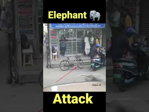 Elephant Attack Uncle Marte Marte bache Gaye #shorts #youtubeshorts #like