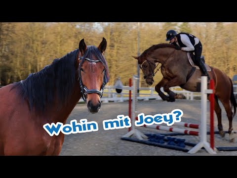 Erstes Springen unter dem Reiter - Aufgabe für Joey gesucht | Jungpferde anreiten