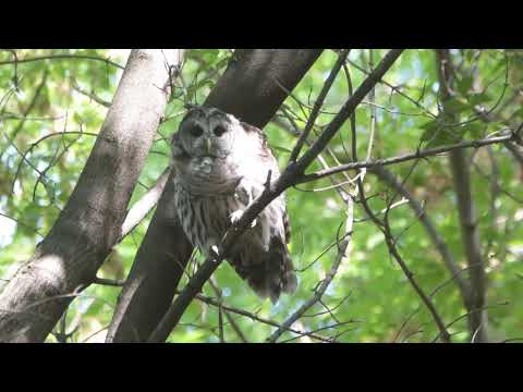 Beautiful barred owl came out to say hi