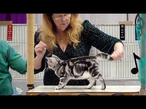 CFA International Show 2019 - American Shorthair Kitten Class Judging