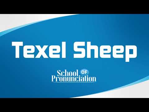 Learn How To Pronounce Texel Sheep
