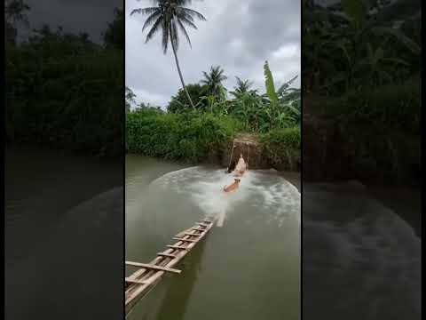 Dog #shortsvideo #shorts #dogs #dog