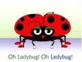 Frank Leto's Ladybug Ladybug Song