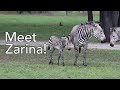 Meet Zarina Baby Zebra At Disney S Animal Kingdom Lodge Walt Disney World November 2021