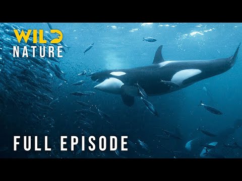 Baltic Sea - Breathing Through the Dead Zones (Full Episode) | Nature animal documentary