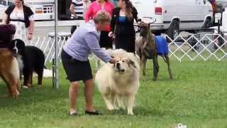 preview picture of video 'Sasha Working Group (1) - Mount Vernon Dog Show - 6/29/14'