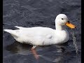 Oboes Sound Like Ducks