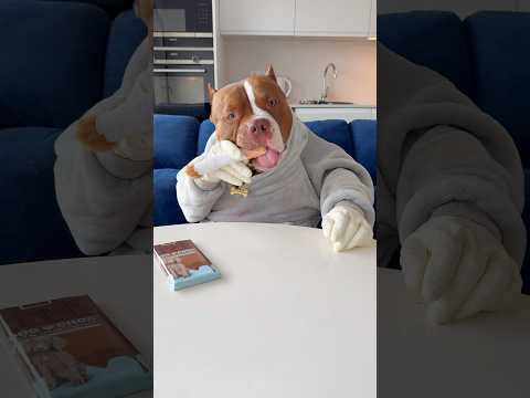 CHOCOLUNCH: Dog chocolate (safe for dogs)