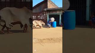 Download lagu Nocall guru o ma 🙆🏻😲😱#india #malaysia #funny #vietnam #saudiarabia #Afghanistan#srilanka #thailand mp3