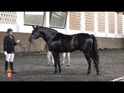 210424 19 Lider OC - Aprovação de Garanhões