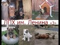 Домашний скот фильм 2015 " лошадка Дамка и волки". 