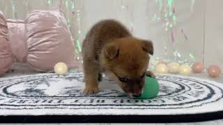 豆柴の動画01