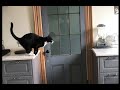 Tuxedo Cat Rascal Getting Around The Kitchen Shorts