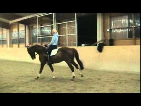 Don_Rubin, 11 jähr. Fuchswallach, Westfale